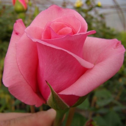 Rosa Carina® - rózsaszín - Teahibrid virágú - magastörzsű rózsafa- egyenes szárú koronaforma
